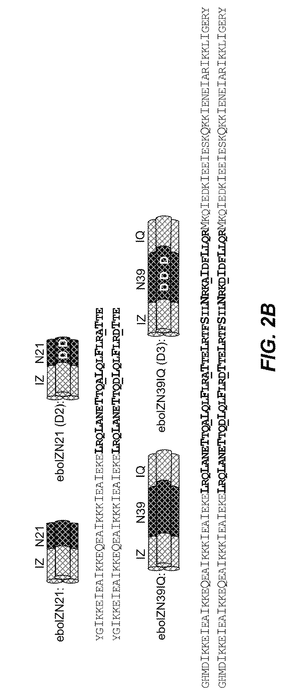 Ebolavirus pre-hairpin intermediate mimics and methods of use