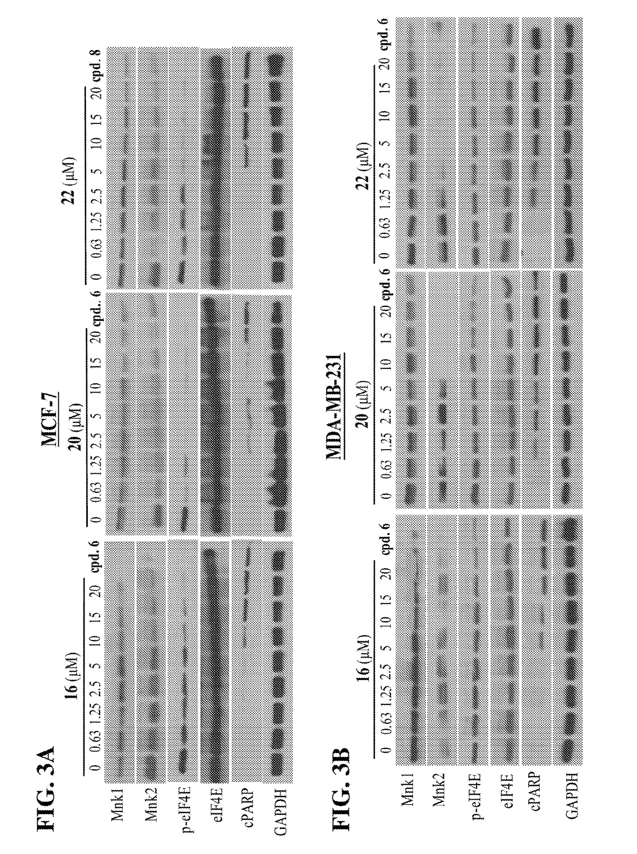 13-Cis-RAMBA RETINAMIDES THAT DEGRADE MNKs FOR TREATING CANCER