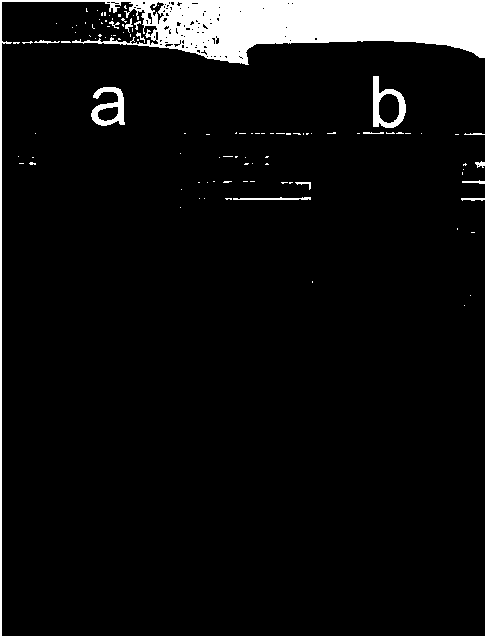 Expandable preparation method of high-density N-doped graphite material