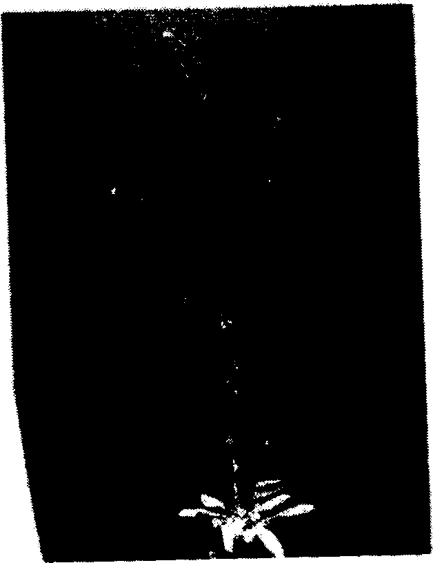 Method of producing sterile plant, plant obtained by using the same and use thereof