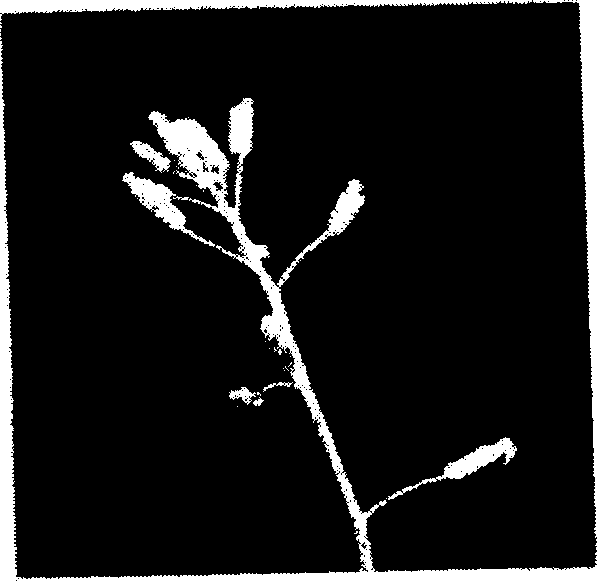 Method of producing sterile plant, plant obtained by using the same and use thereof