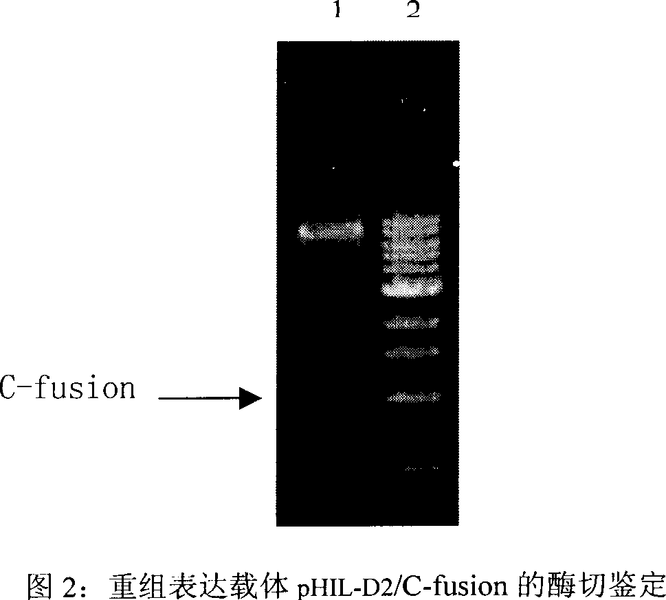 Production of recombinant insulinum primary C peptide