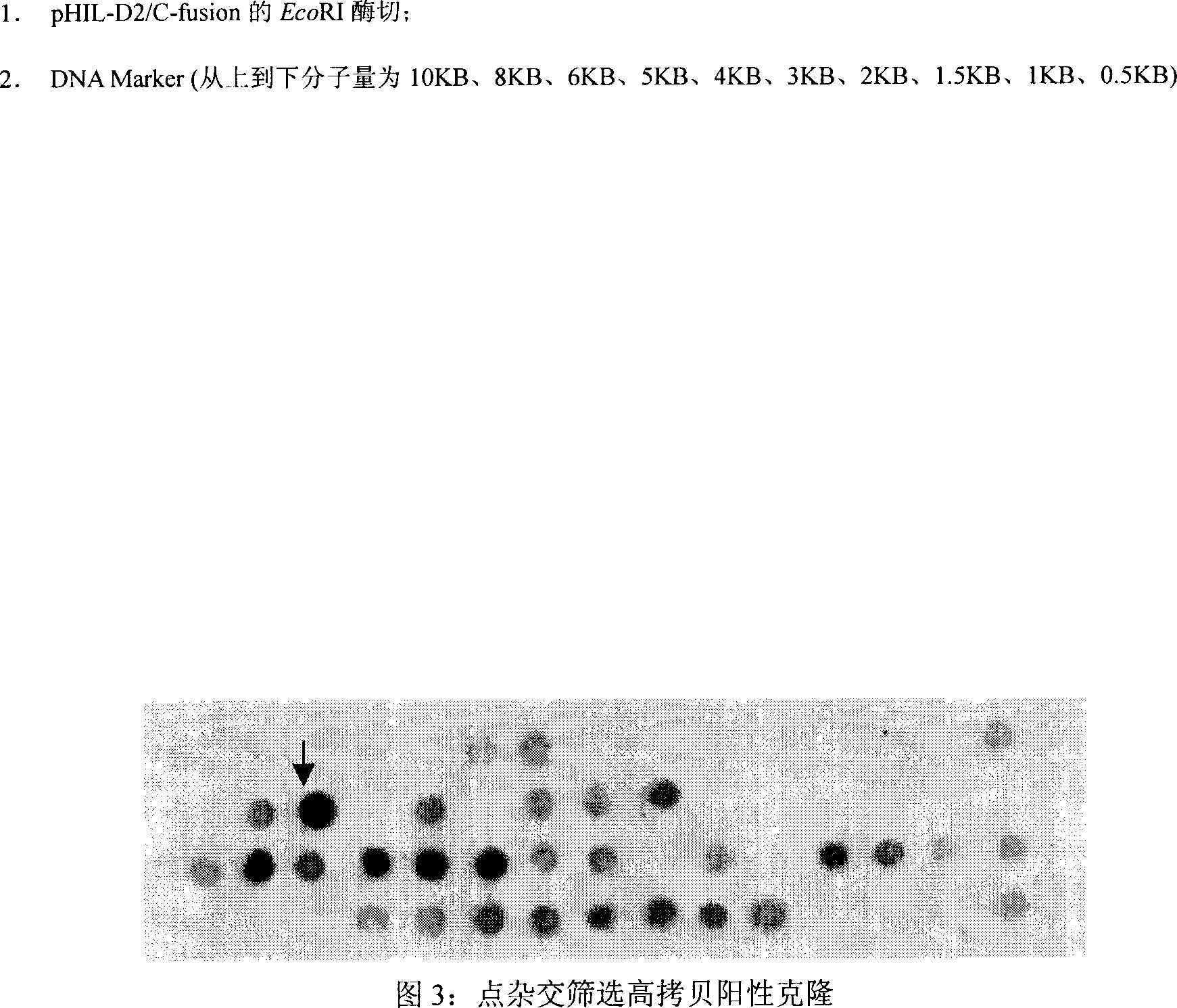 Production of recombinant insulinum primary C peptide