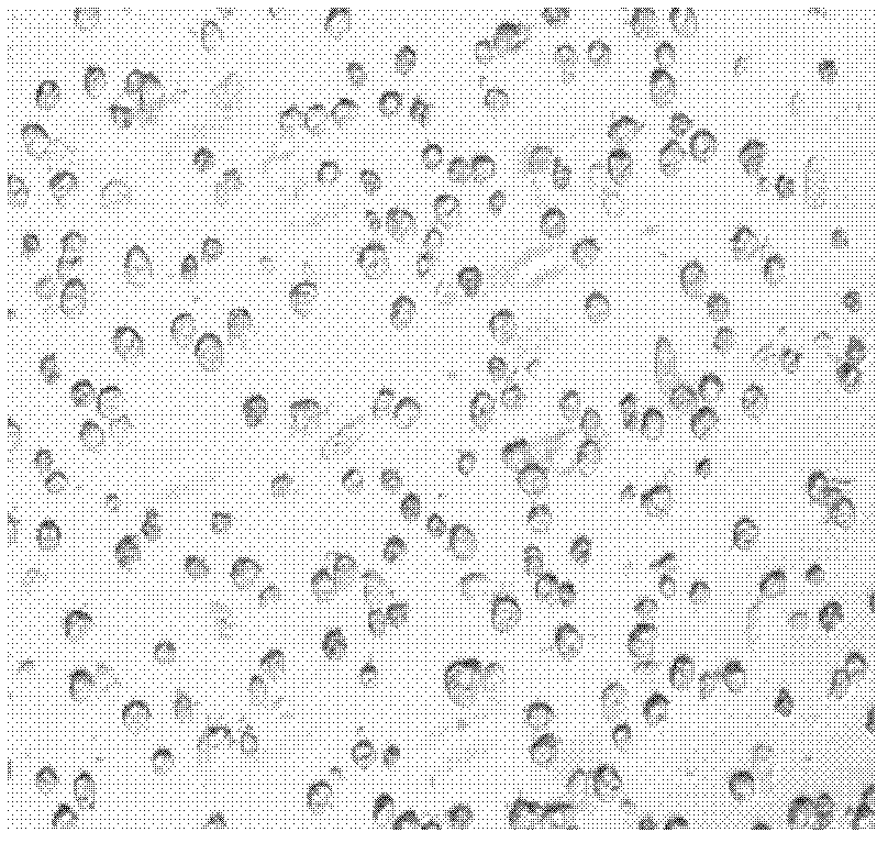 Method for isolating and culturing liver primary cells