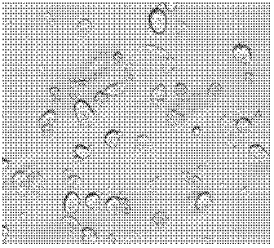 Method for isolating and culturing liver primary cells