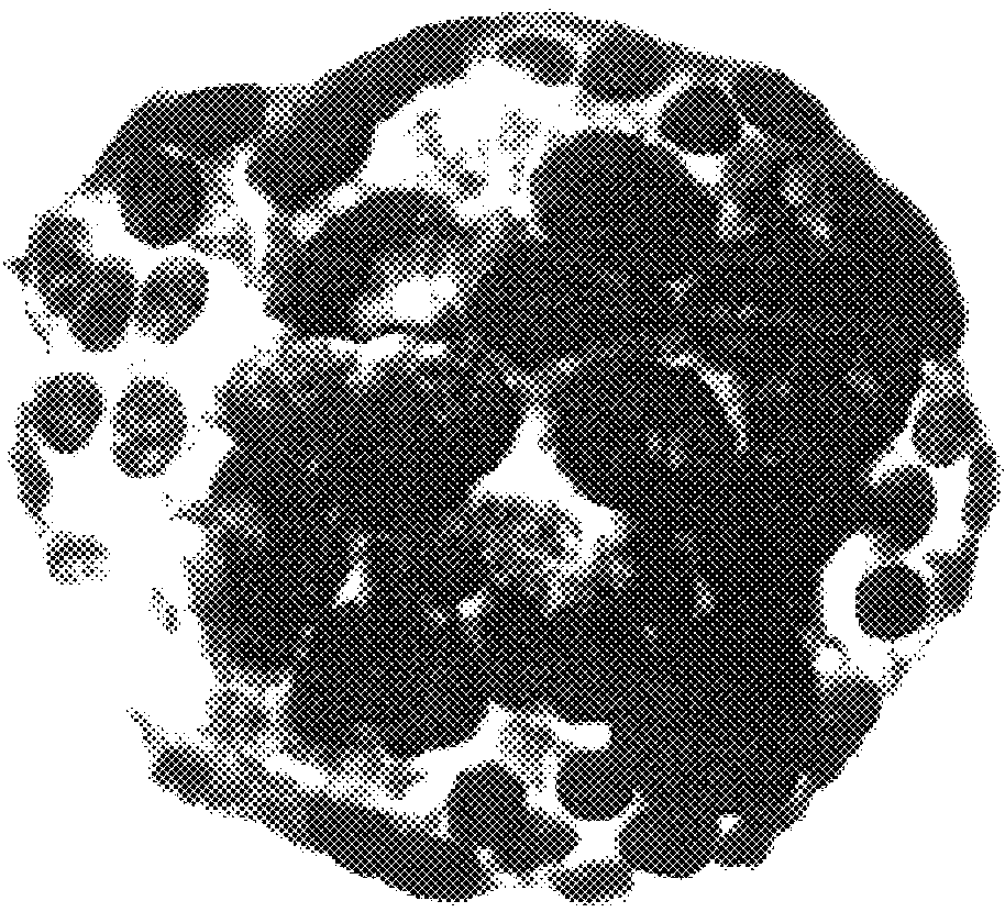 Preparation of agarose coated, solid agarose-collagen beads containing secretory cells