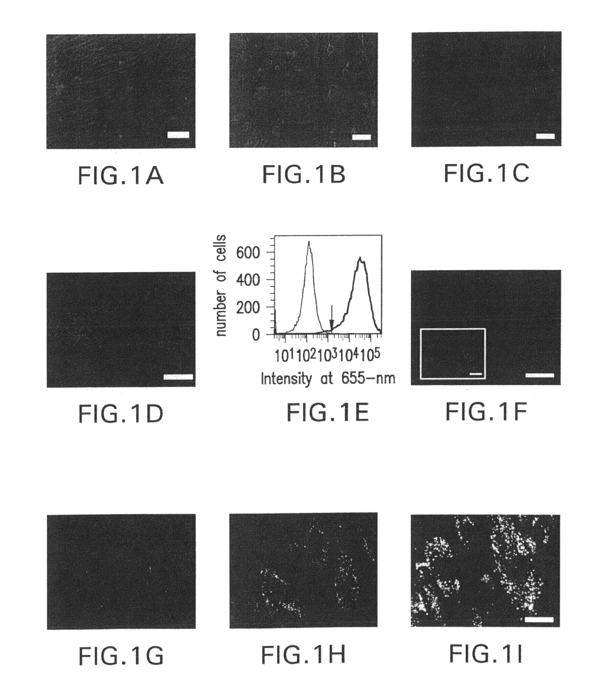 Quantum dot labeled stem cells for use in providing pacemaker function