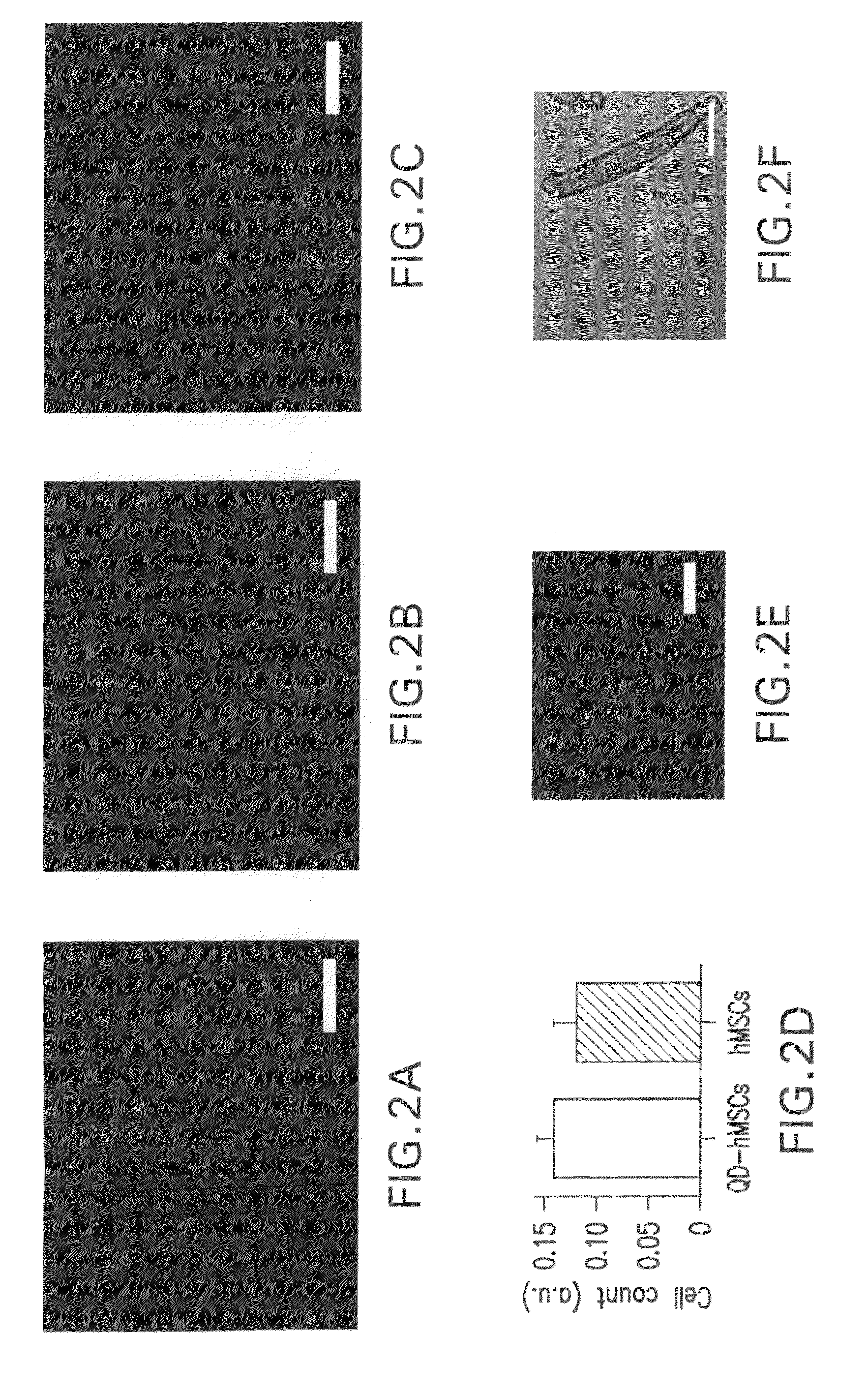 Quantum dot labeled stem cells for use in providing pacemaker function