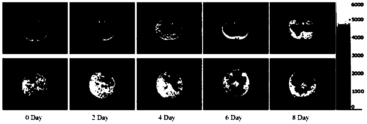 Method for judging rotten blueberries based on low-field nuclear magnetic resonance technology