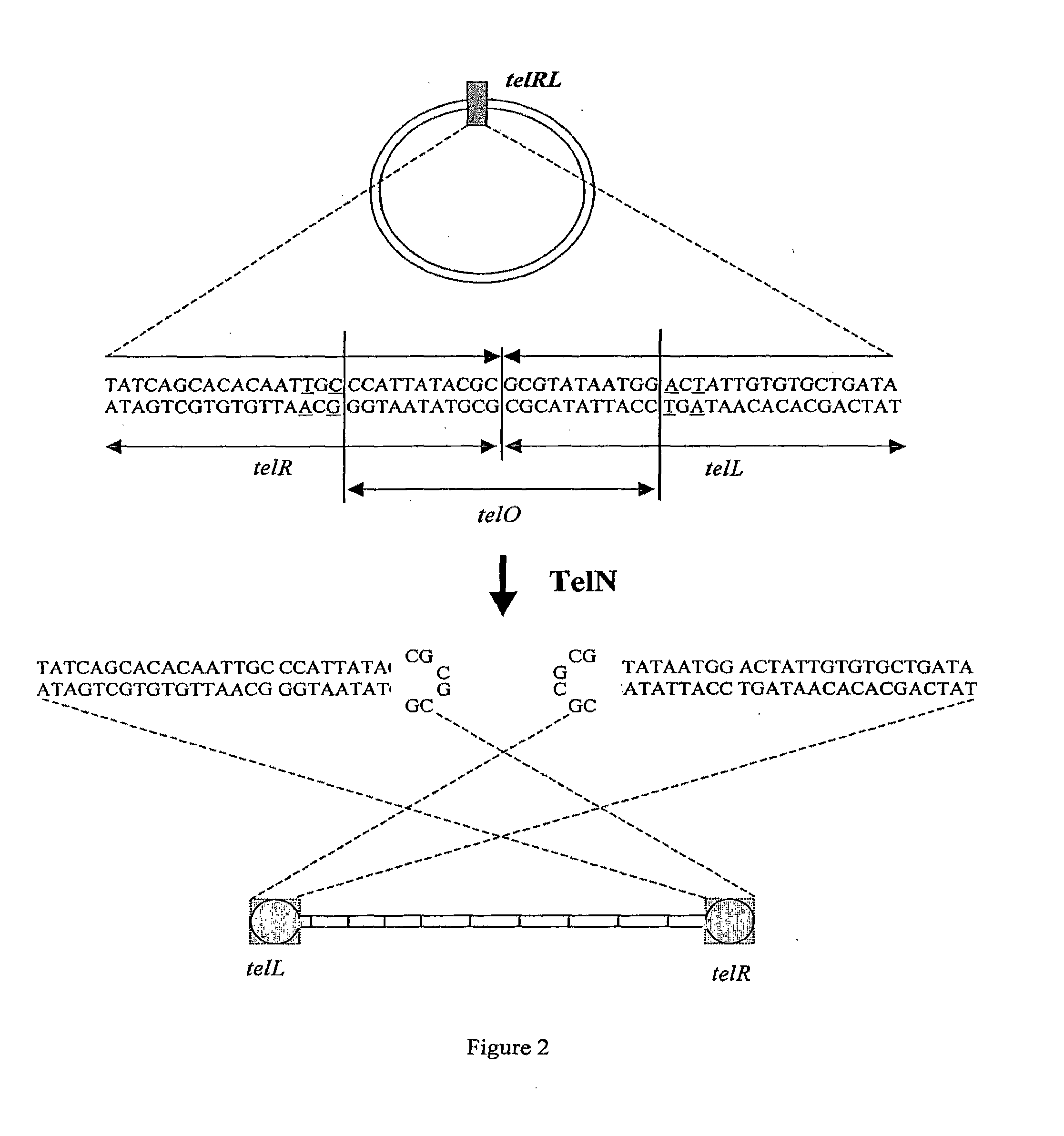 Production of closed linear DNA