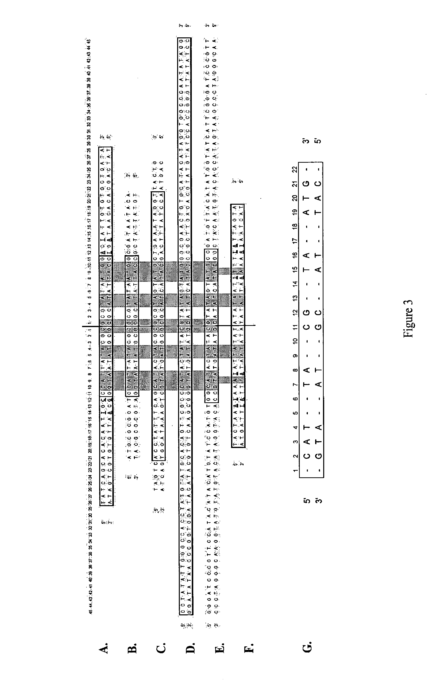 Production of closed linear DNA