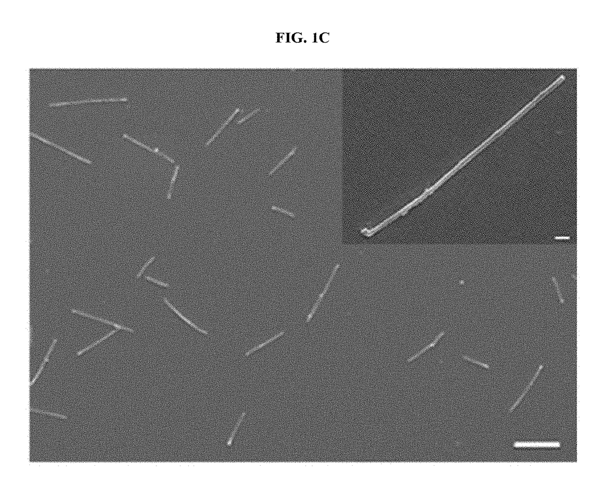 Magnetic nanostructure for detecting and isolating circulating tumor cells comprising antibody- and magnetic nanoparticle-conjugated conductive polymer