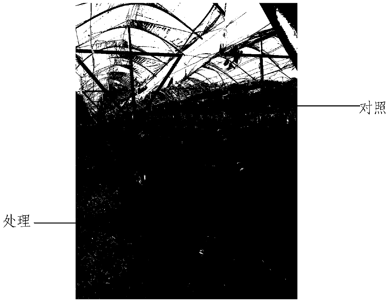 Rapid culture method for horizontal main stem of grape in northern buried culture area