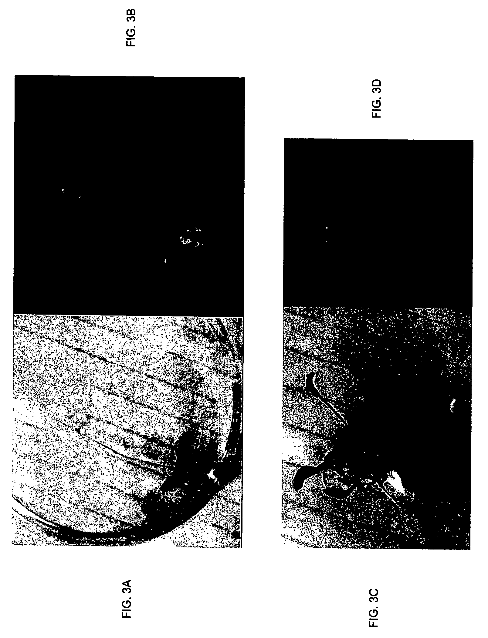 Methods of increasing abiotic stress tolerance and/or biomass in plants and plants generated thereby