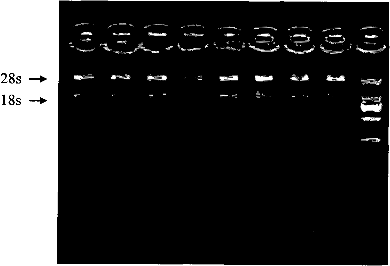 Extraction method of apostichopus japonicus body-wall total RNA