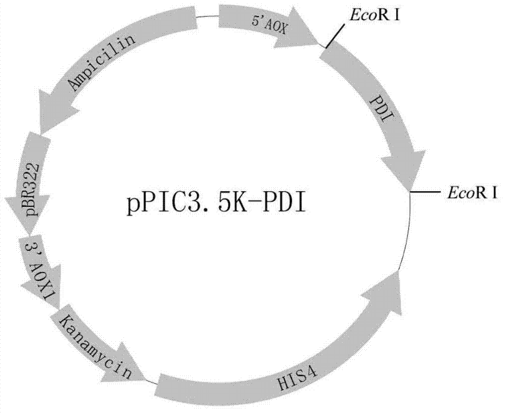 Expression system of fusion protein from human serum albumin and interleukin-1 receptor antagonist