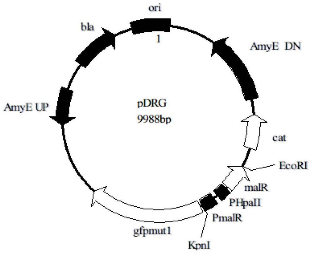 Construction and Screening of Mutant Library of Maltose Transcription Activator Malr and Its Application