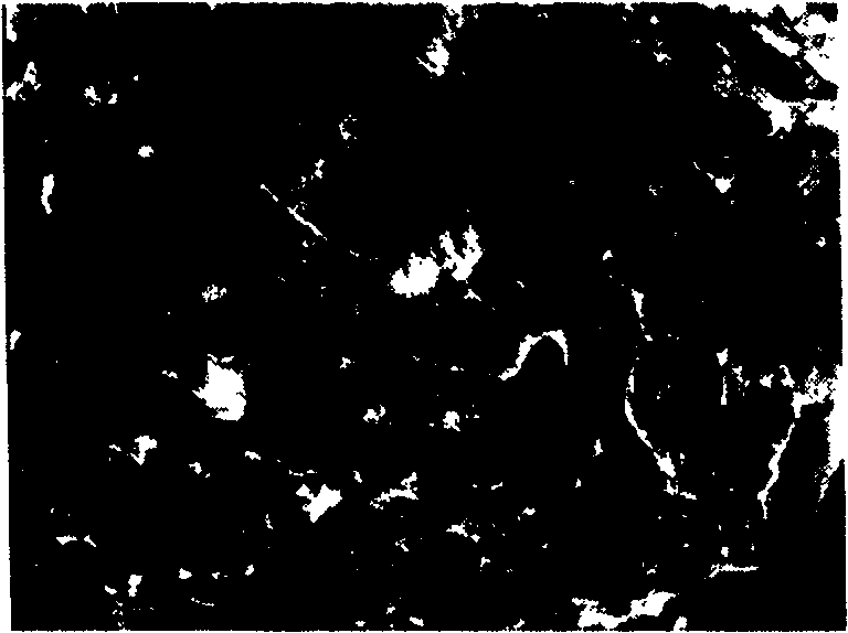 Method for preparing agent of adding grease for graft copolymerization of colza oil