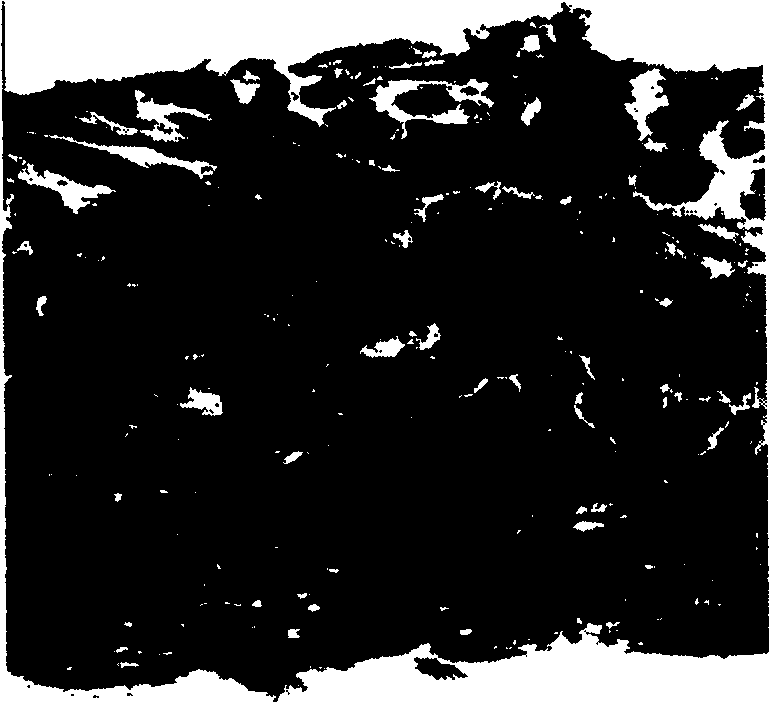 Method for preparing agent of adding grease for graft copolymerization of colza oil