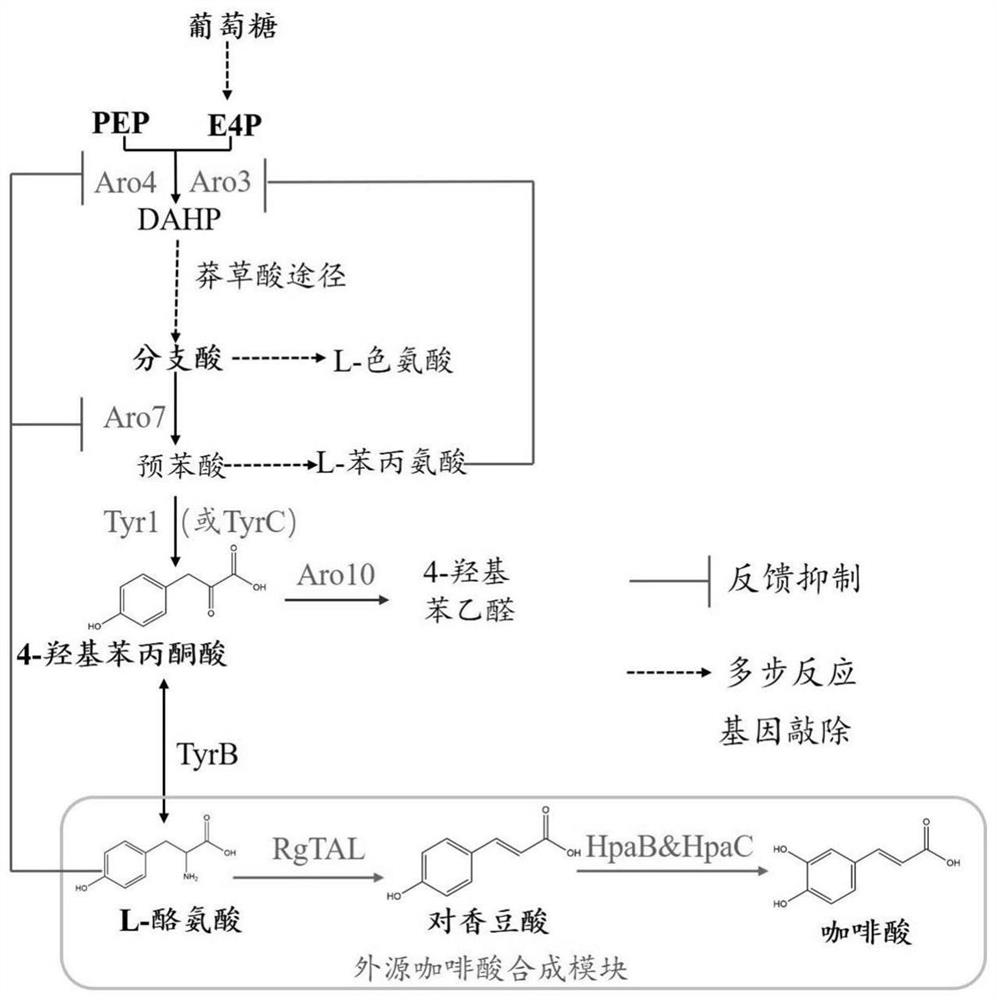 Saccharomyces cerevisiae recombinant bacteria and construction method and application thereof