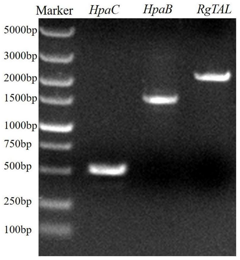 Saccharomyces cerevisiae recombinant bacteria and construction method and application thereof