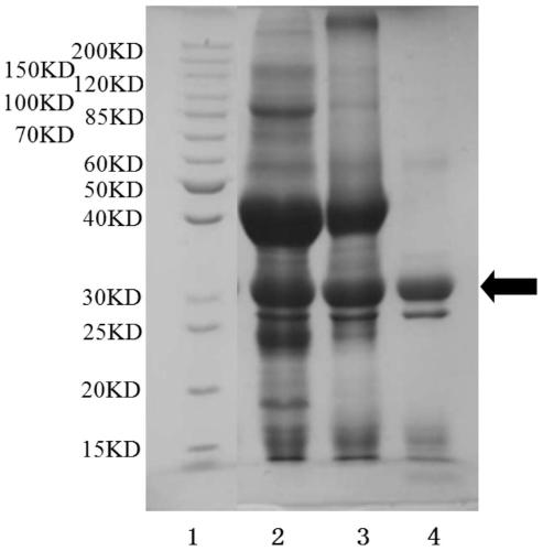 Method of extracting phytohemagglutinin