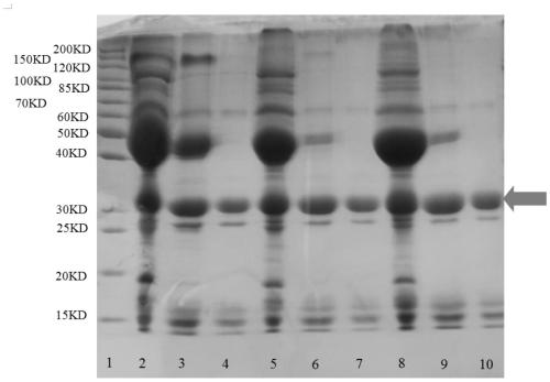 Method of extracting phytohemagglutinin