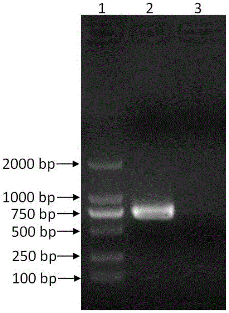 Cell line stably expressing Schmallenberg virus nucleocapsid protein and its application