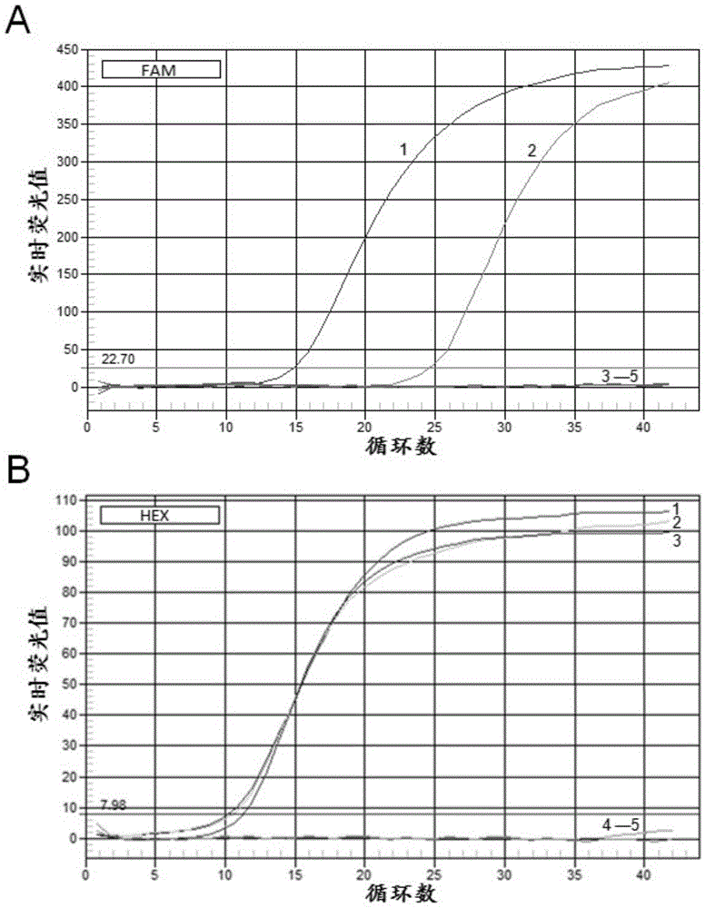 Cell line stably expressing Schmallenberg virus nucleocapsid protein and its application