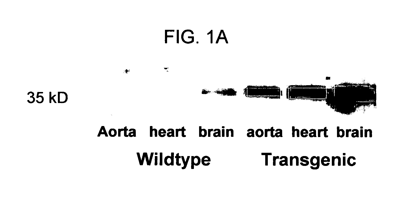 Modulators of dimethylarginine dimethylaminohydrolase and methods of use thereof