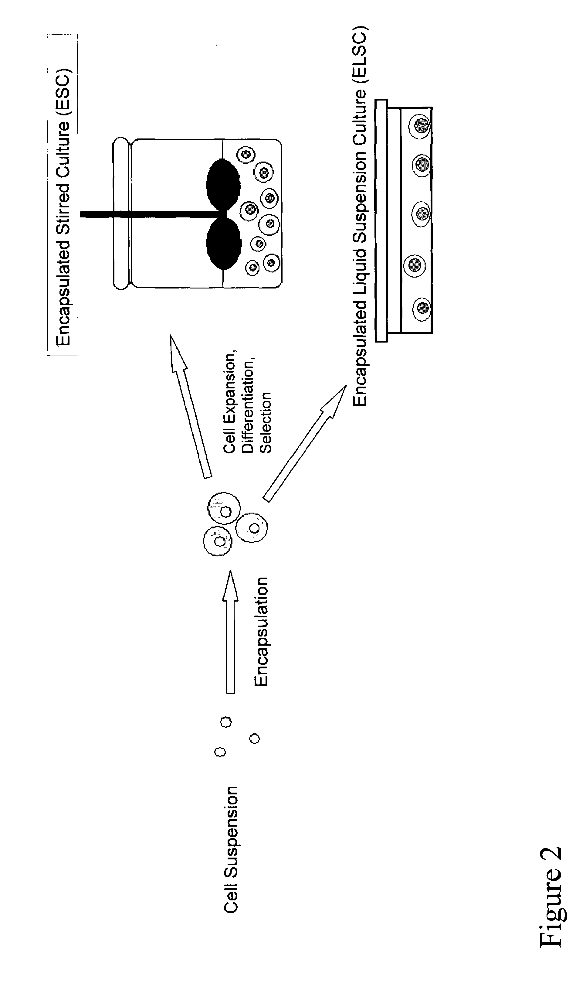 Bioprocess for producing uniform embryoid bodies from embryonic stem cells in a high density bioreactor