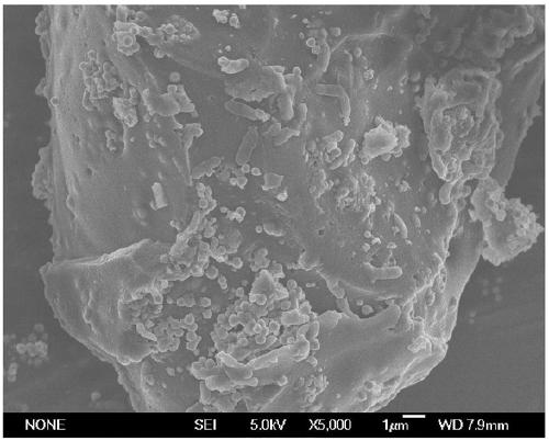 Microbial magnetic chitosan nano material, preparation method thereof and application thereof in microcystic toxin degradation