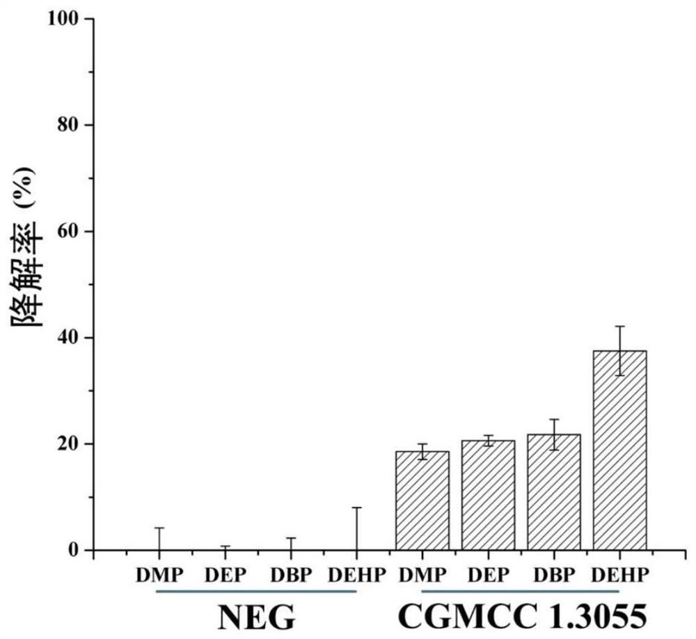 A culture method of Burkholderia cepacia and its application in catalytic synthesis of liquor flavor esters and degradation of liquor harmful esters