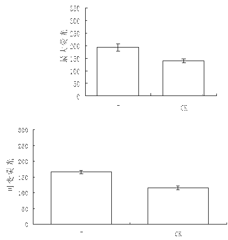 Endophytic fungus promoting casuarina equisetifolia photosynthesis