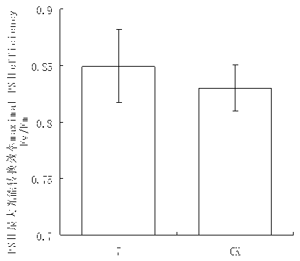 Endophytic fungus promoting casuarina equisetifolia photosynthesis