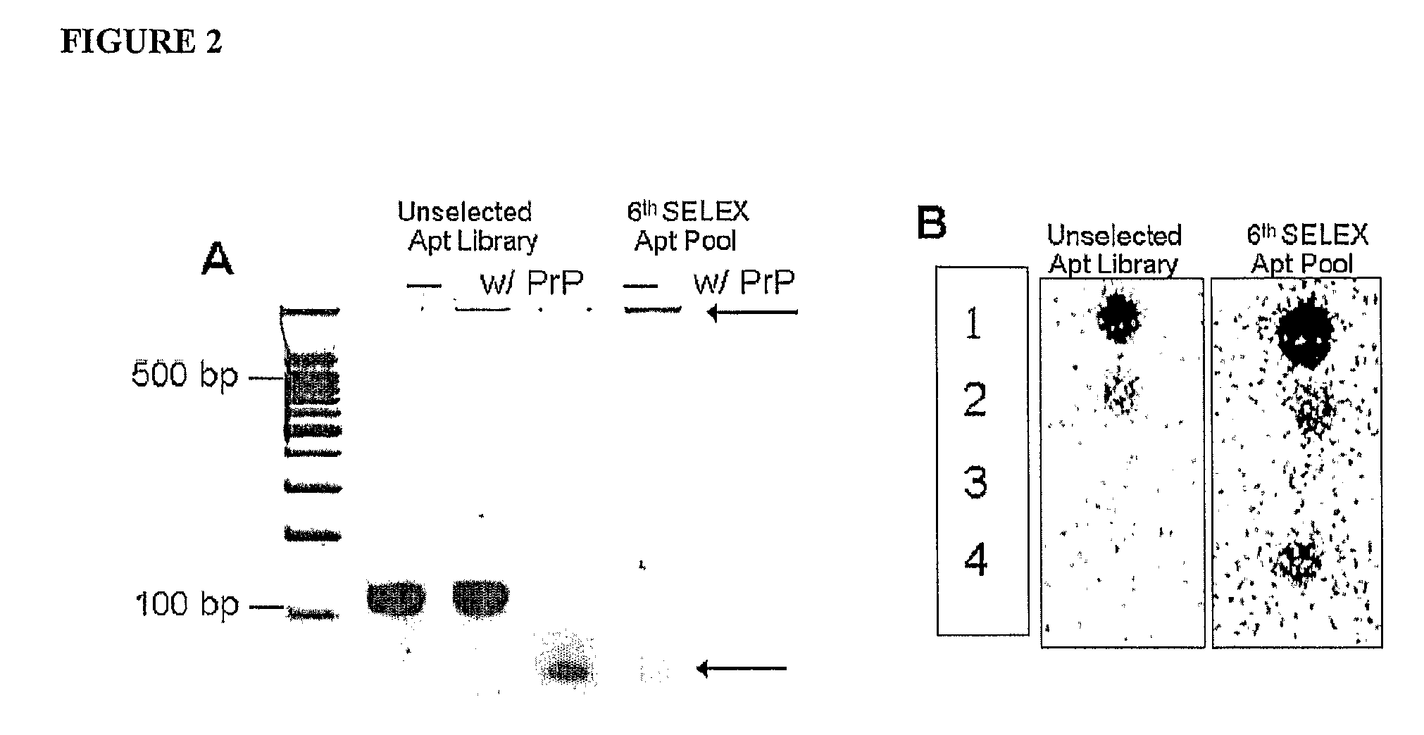 Aptamers that bind to prion protein