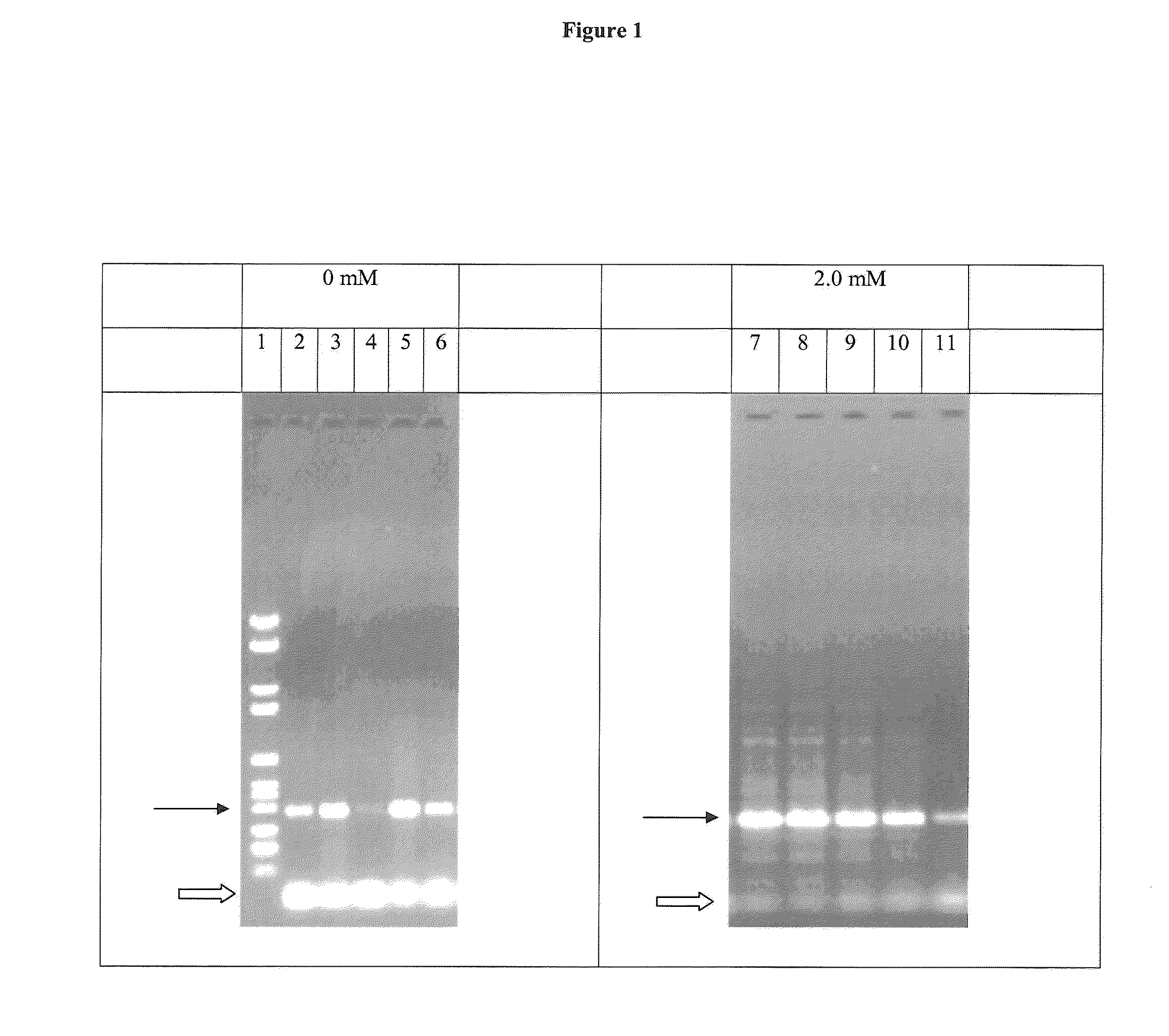 PCR hot start by magnesium sequestration