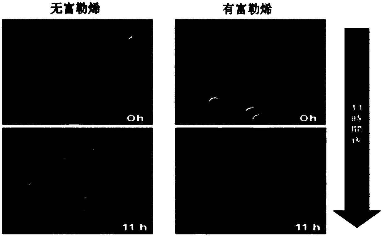 Fullerene skin cleaning skin care product and use method thereof