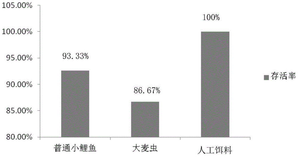 A kind of artificial bait for arowana breeding period and its preparation method and application