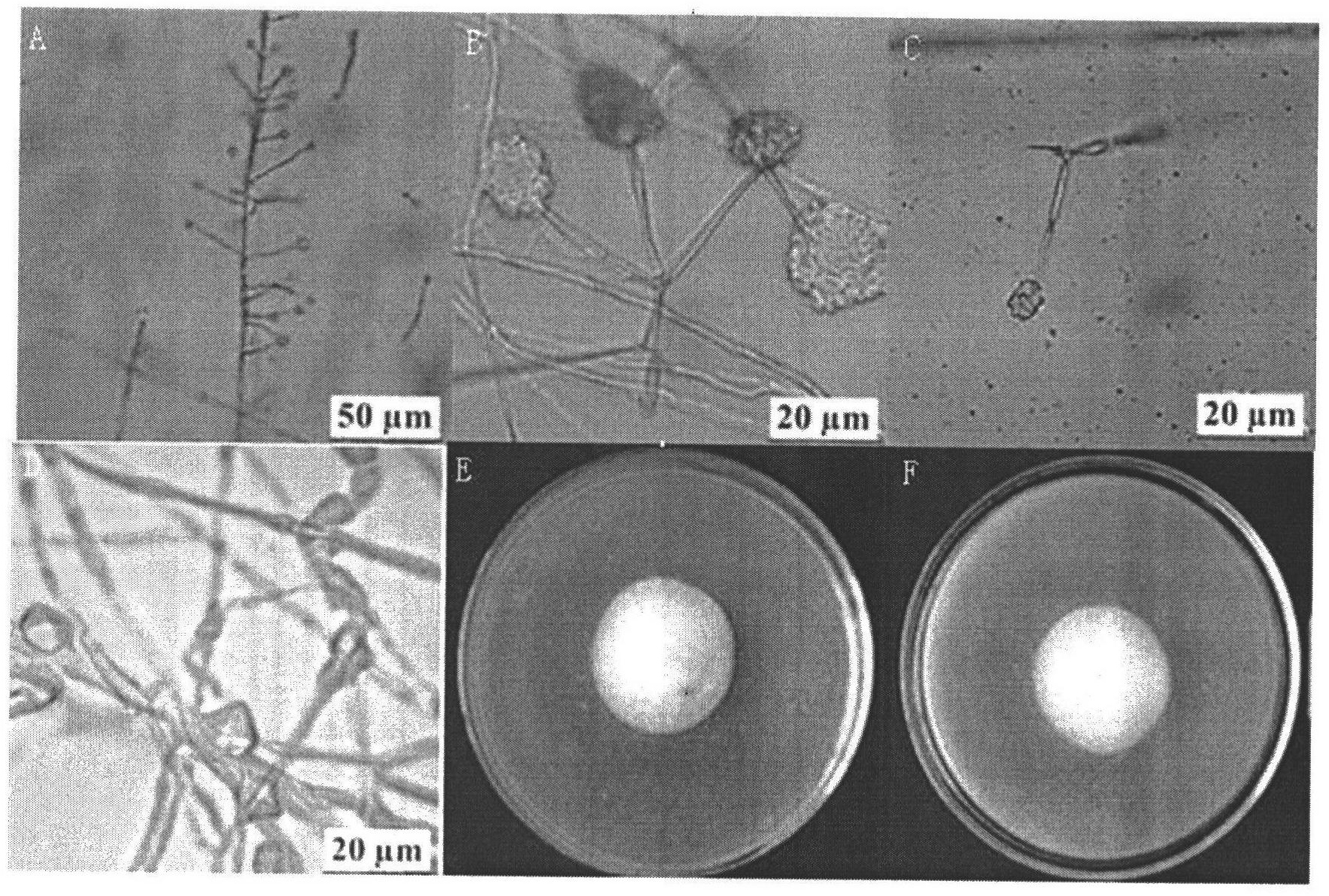 Lecanicillium attenuatum strain