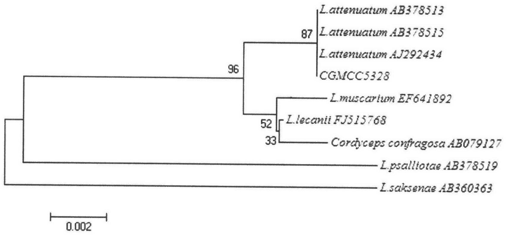 Lecanicillium attenuatum strain