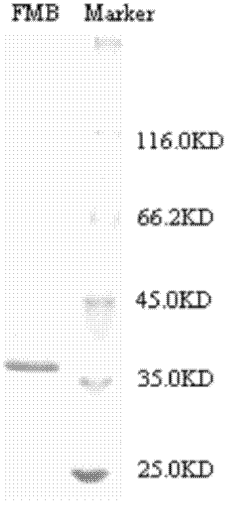 Bran coat antitumor active protein, as well as preparation method and applications thereof