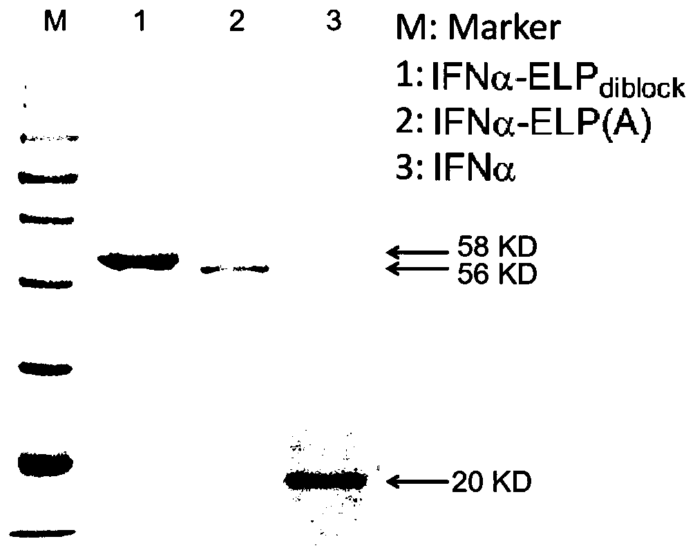 Environmental stimulation responsive protein polymer conjugate self-assembled body and preparation method and application thereof