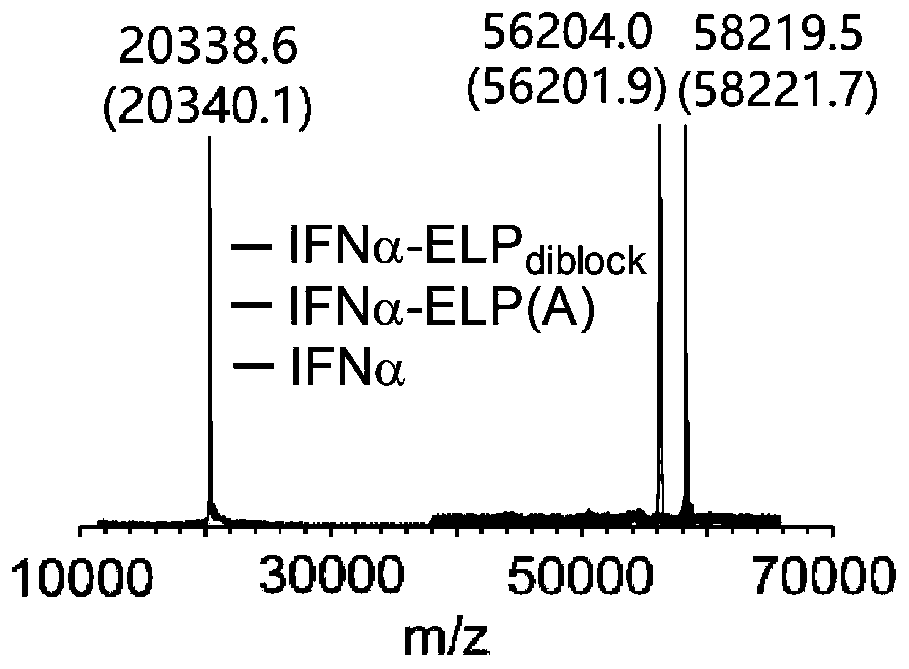 Environmental stimulation responsive protein polymer conjugate self-assembled body and preparation method and application thereof