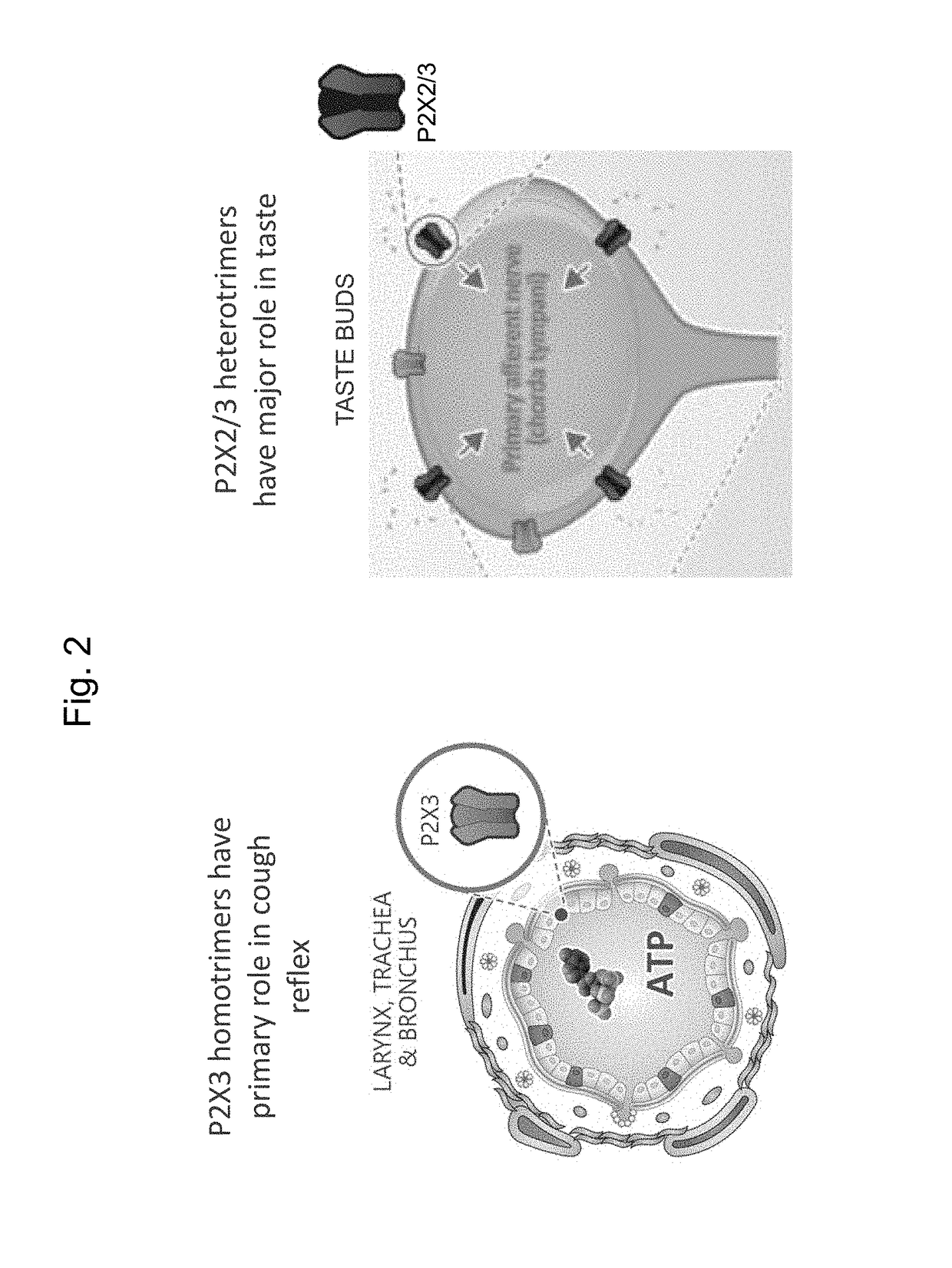 Selective P2X3 modulators