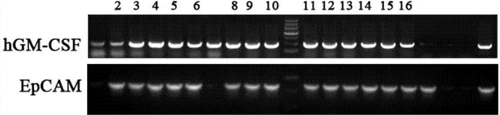 Adenocarcinoma specificity EpCAM-GM-CSF genetic recombinant fusion protein and preparation method thereof