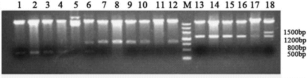 Adenocarcinoma specificity EpCAM-GM-CSF genetic recombinant fusion protein and preparation method thereof