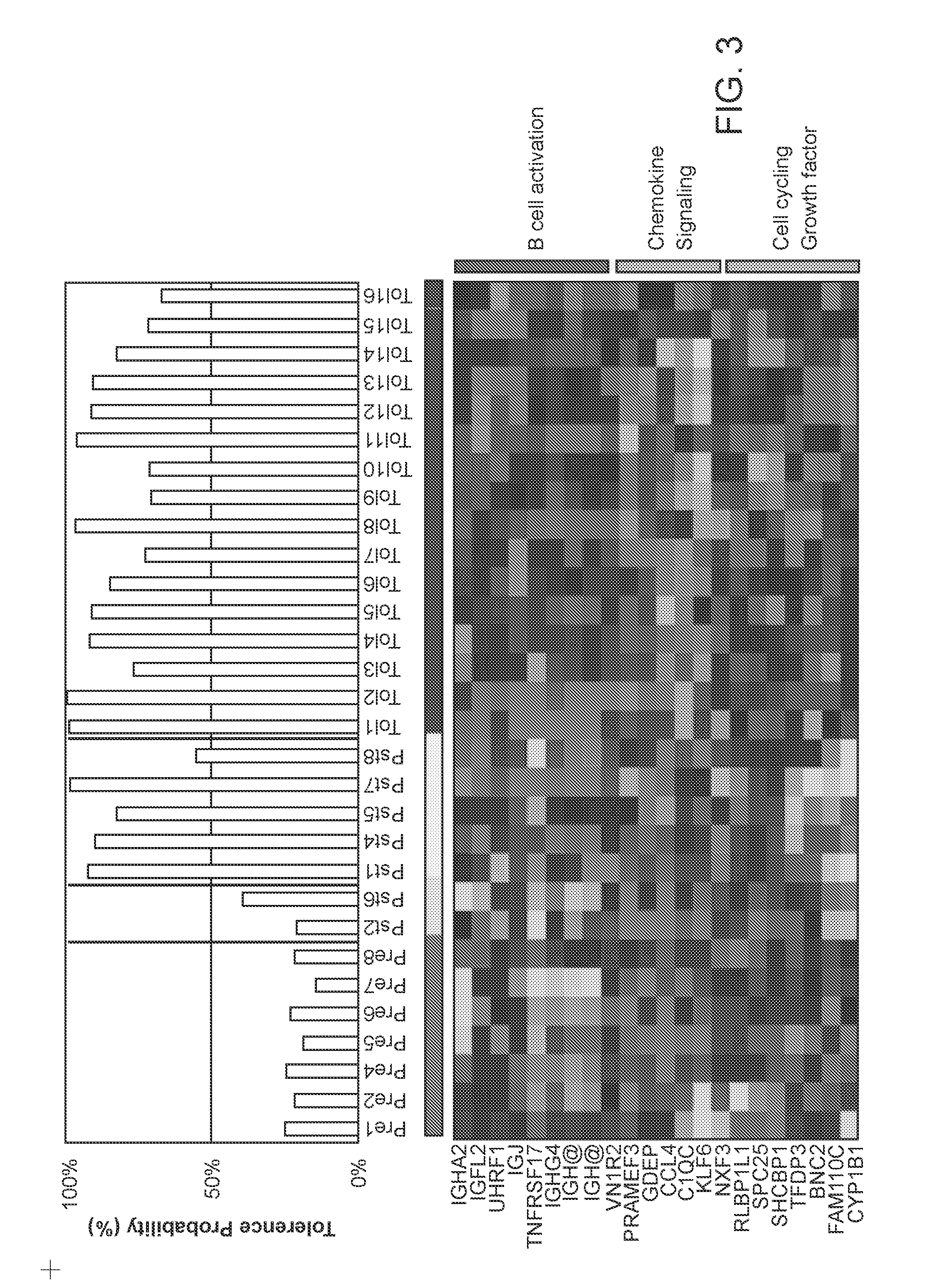 Biomarkers for Determining an Allograft Tolerant Phenotype