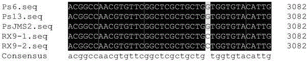 Method and special primer pair for rapidly identifying drug resistance of phytophthora sojae to dimethomorph