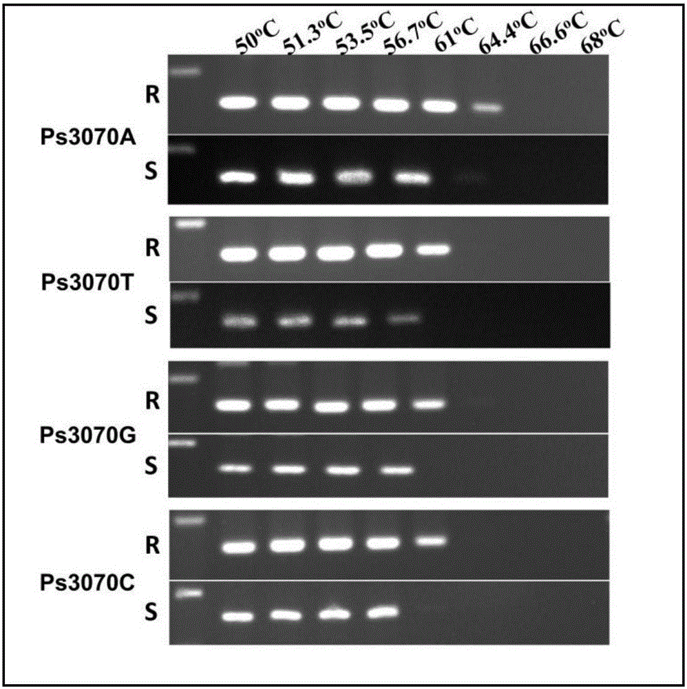 Method and special primer pair for rapidly identifying drug resistance of phytophthora sojae to dimethomorph